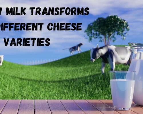 How Cow Milk Transforms into Different Cheese Varieties